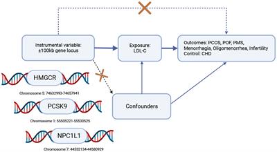 Causal association between lipid-lowering drugs and female reproductive endocrine diseases: a drug-targeted Mendelian randomization study